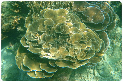ปะการังผักกาด